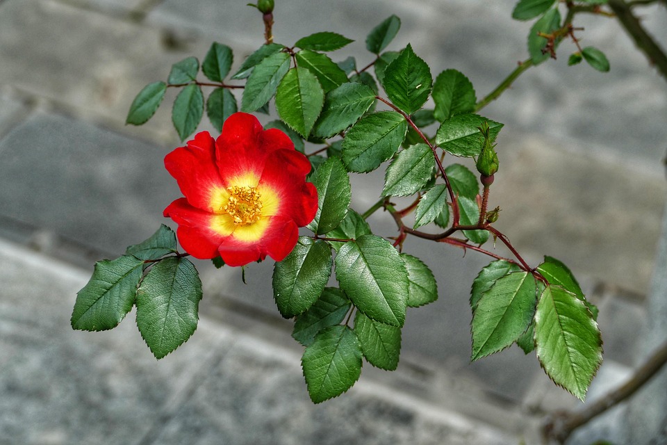 Briar Rose Flower Red Free photo on Pixabay Pixabay