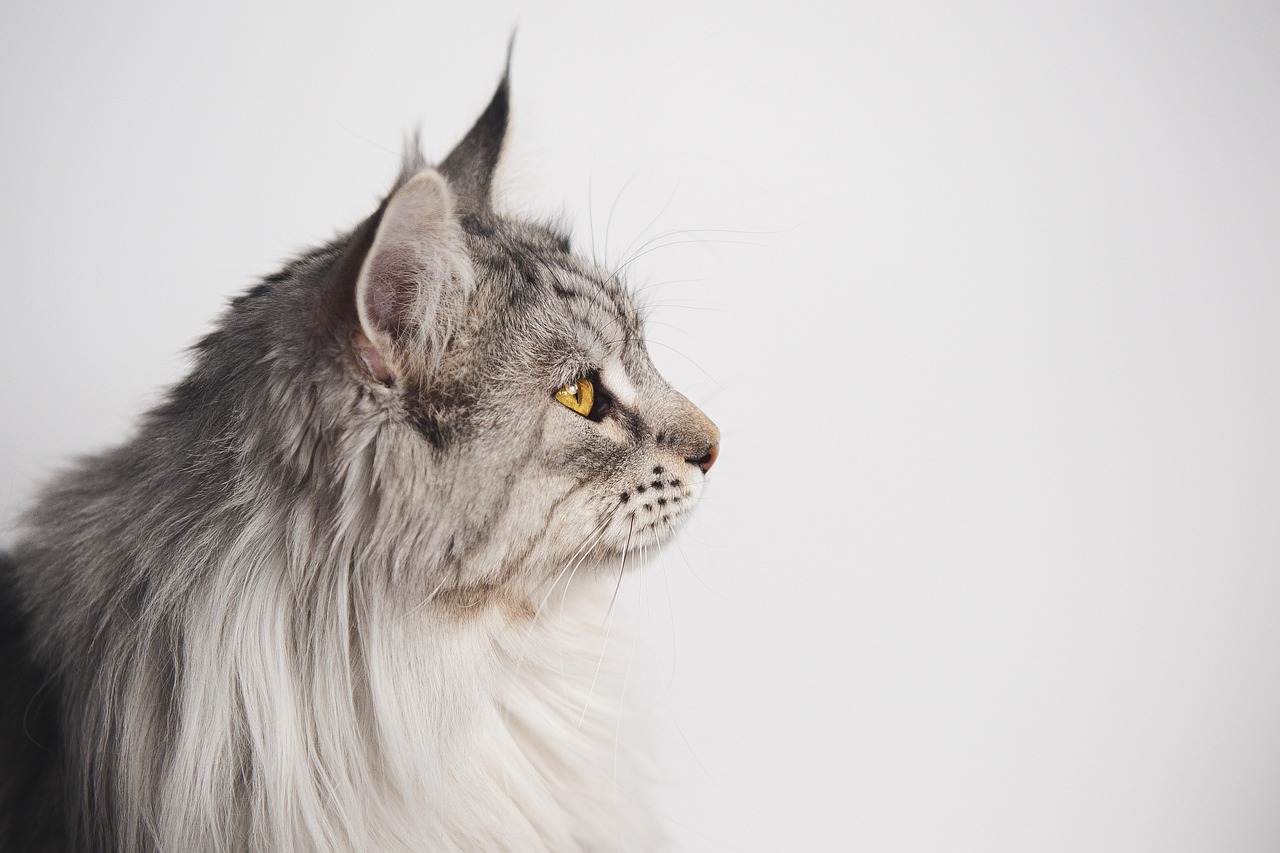 Maine Coon - free online jigsaw puzzle photo