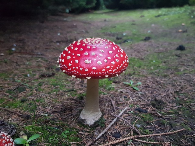 Champignon, Svampe, Paddestole, Natur