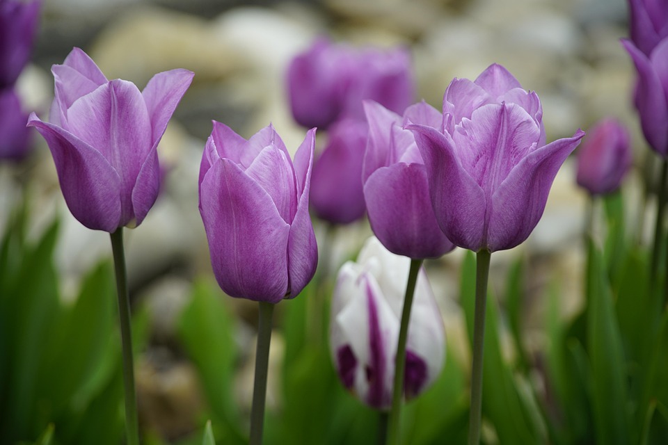 Tulips Flowers Violet Free photo on Pixabay Pixabay