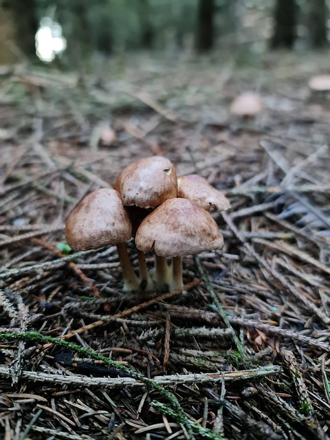 Svampe, Skov, Paddestol, Vækst, Natur