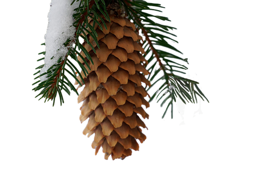 Free Conifer Pine Cone photo and picture