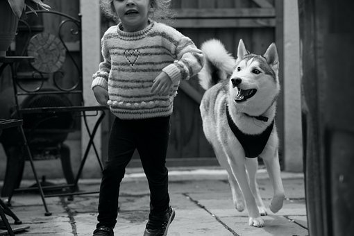 Free Dog Husky photo and picture
