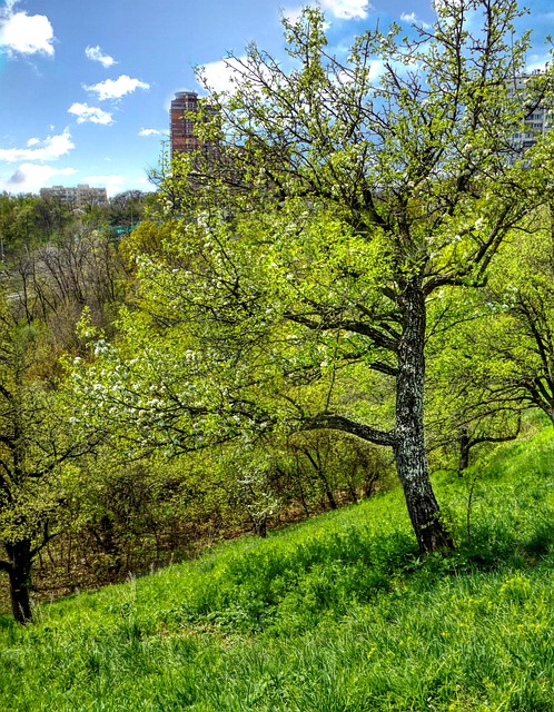 Free The Park Old Pear photo and picture