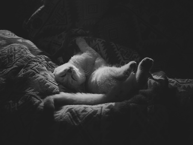 Gato, Gatinho, Bicho De Estimação
