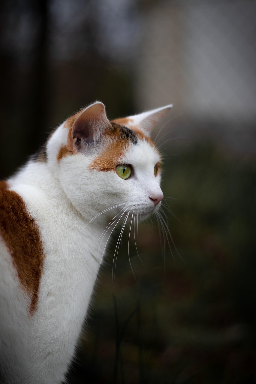 Gato Temperamental Oscuro Foto gratis en Pixabay Pixabay