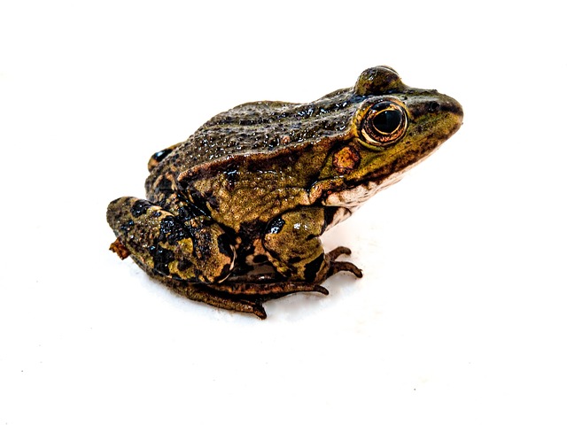 Frø, Padde, Dyr, Vand, Natur