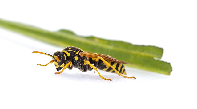 Wespe, Insekten, Feldwespe, Stachel