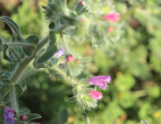 Blomst, Blomster, Forår, Vilde Planter