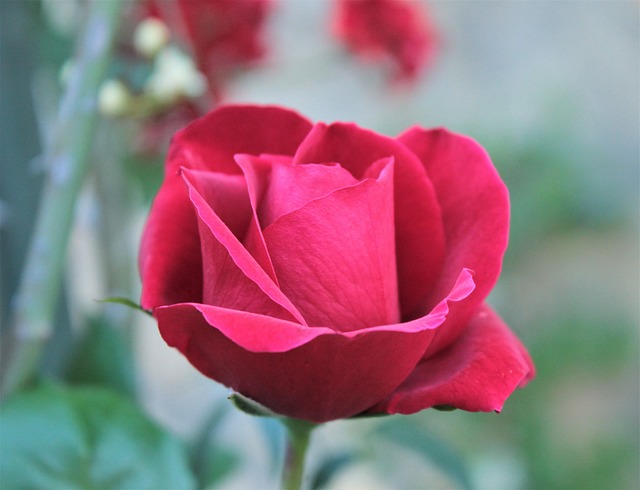 Roser, Blomst, Blomstre