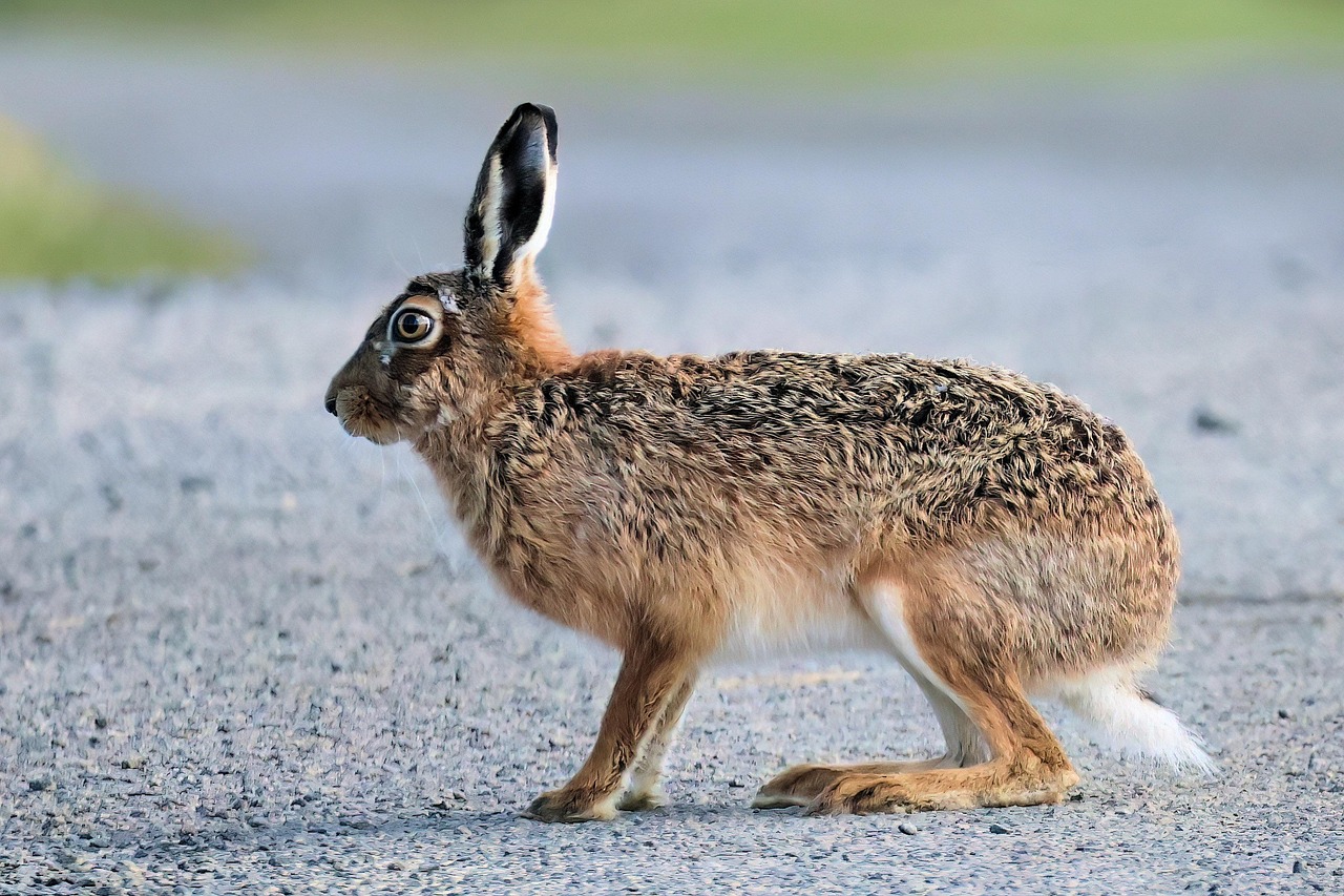 40 000 Free Hare Drawing Hare Images Pixabay