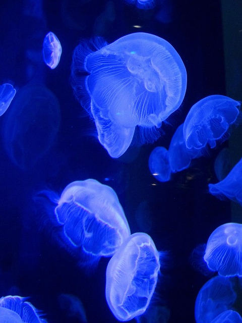 medusa-pez-submarino-vida-foto-gratis-en-pixabay-pixabay