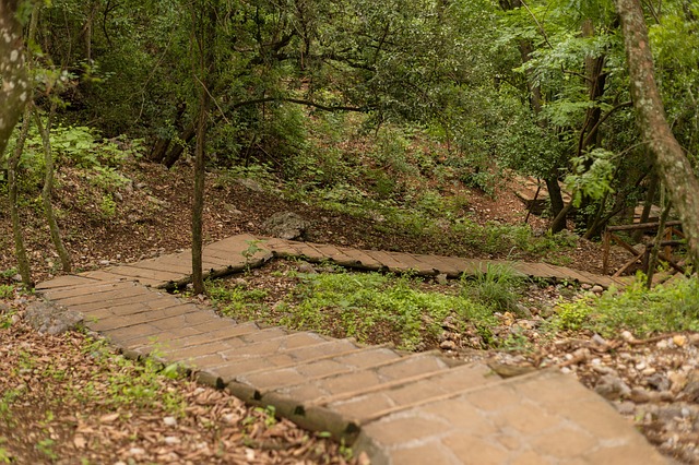 Sendero Naturaleza Árboles - Foto gratis en Pixabay - Pixabay