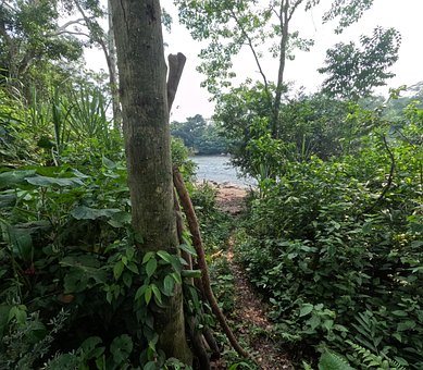 Free Amazon Rainforest photo and picture