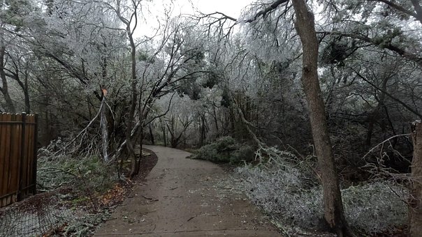 Free Frozen Forest photo and picture