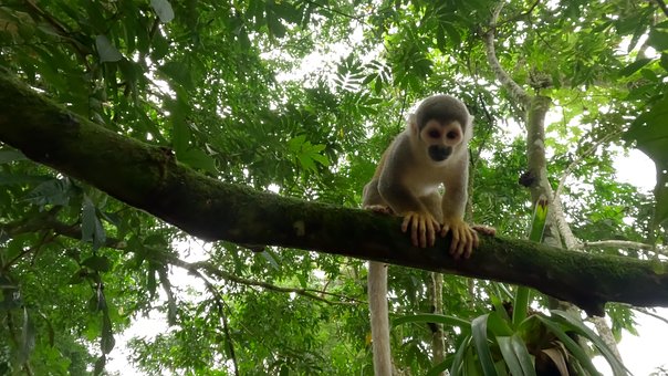 Free Monkey Tiny photo and picture