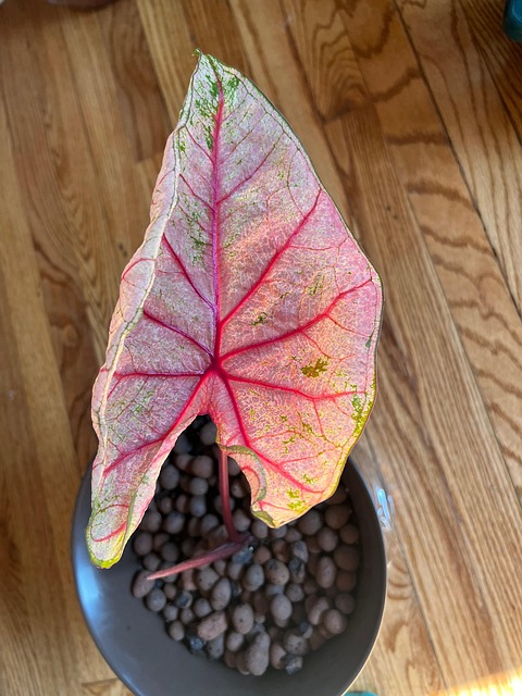 Free Caladium Houseplant photo and picture