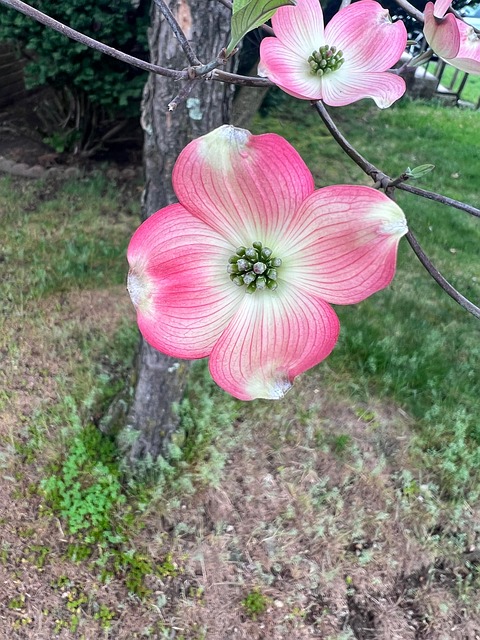 Free Dogwood Blossom photo and picture
