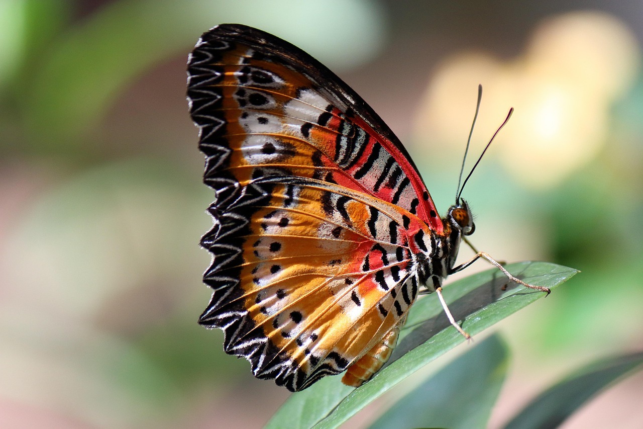 Butterflies Colorful Insects Free Photo On Pixabay