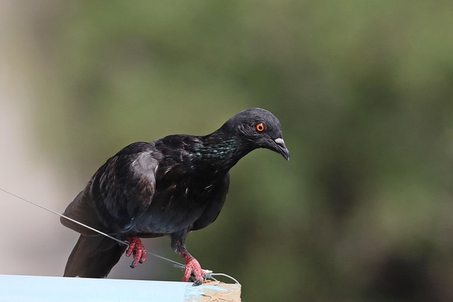 Duif, Vogel, Dieren In Het Wild, Natuur