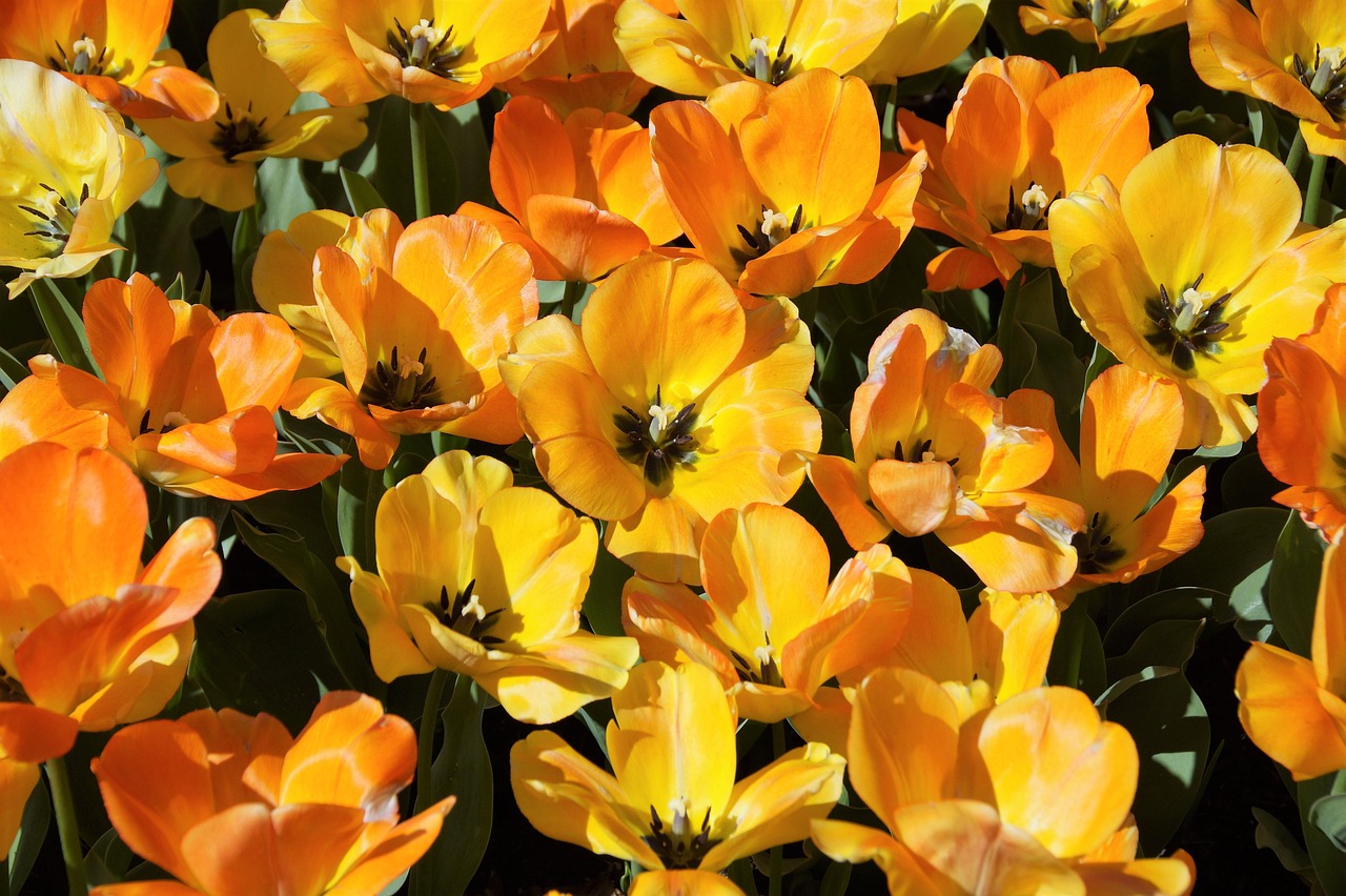 Tulips - free online jigsaw puzzle photo