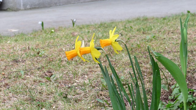 Free Daffodil Nature photo and picture