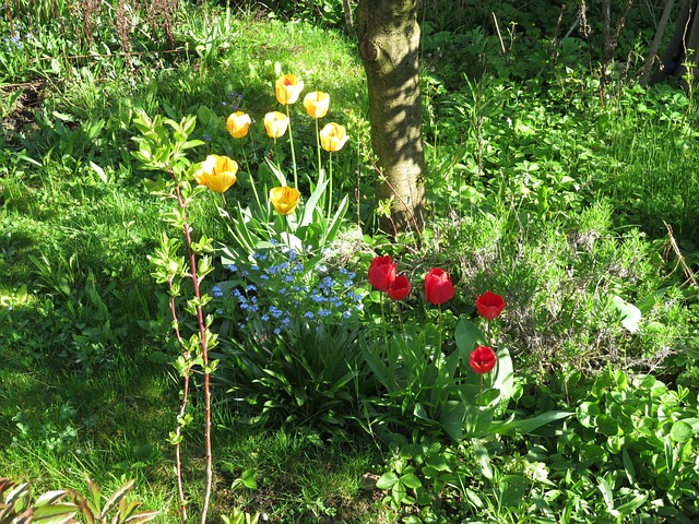 Free Tulip Flower photo and picture