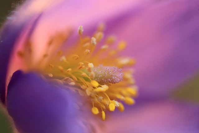 Blume, Kuchenschelle, Hexenschuss