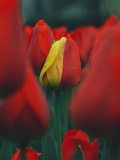 Blomster, Blomst Tapet, Tulipaner