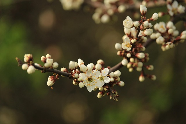 Putal Tree Shrub Petals Tree Blossoms - Free photo on Pixabay