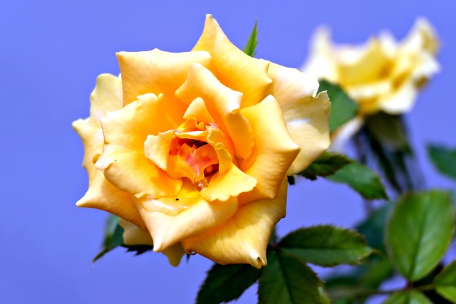 A Guide To Choosing The Perfect Birthday Flowers For Every Personality – Hello Flowers! Singapore