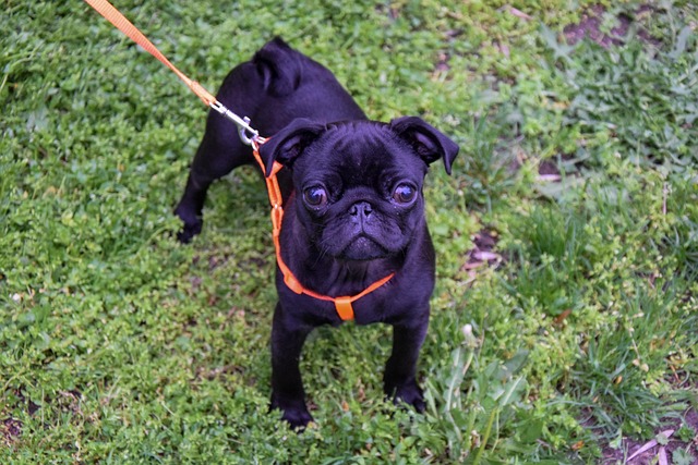Free Dog Puppy photo and picture