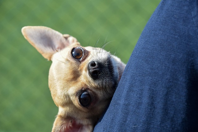 Free Small Dog photo and picture