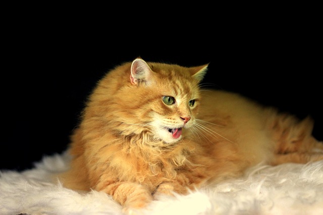 Chat Animal Domestique - Photo gratuite sur Pixabay - Pixabay