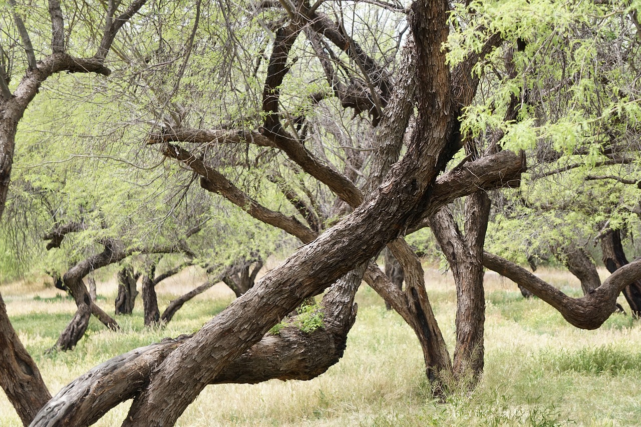 Trees Nature Landscape - Free photo on Pixabay - Pixabay