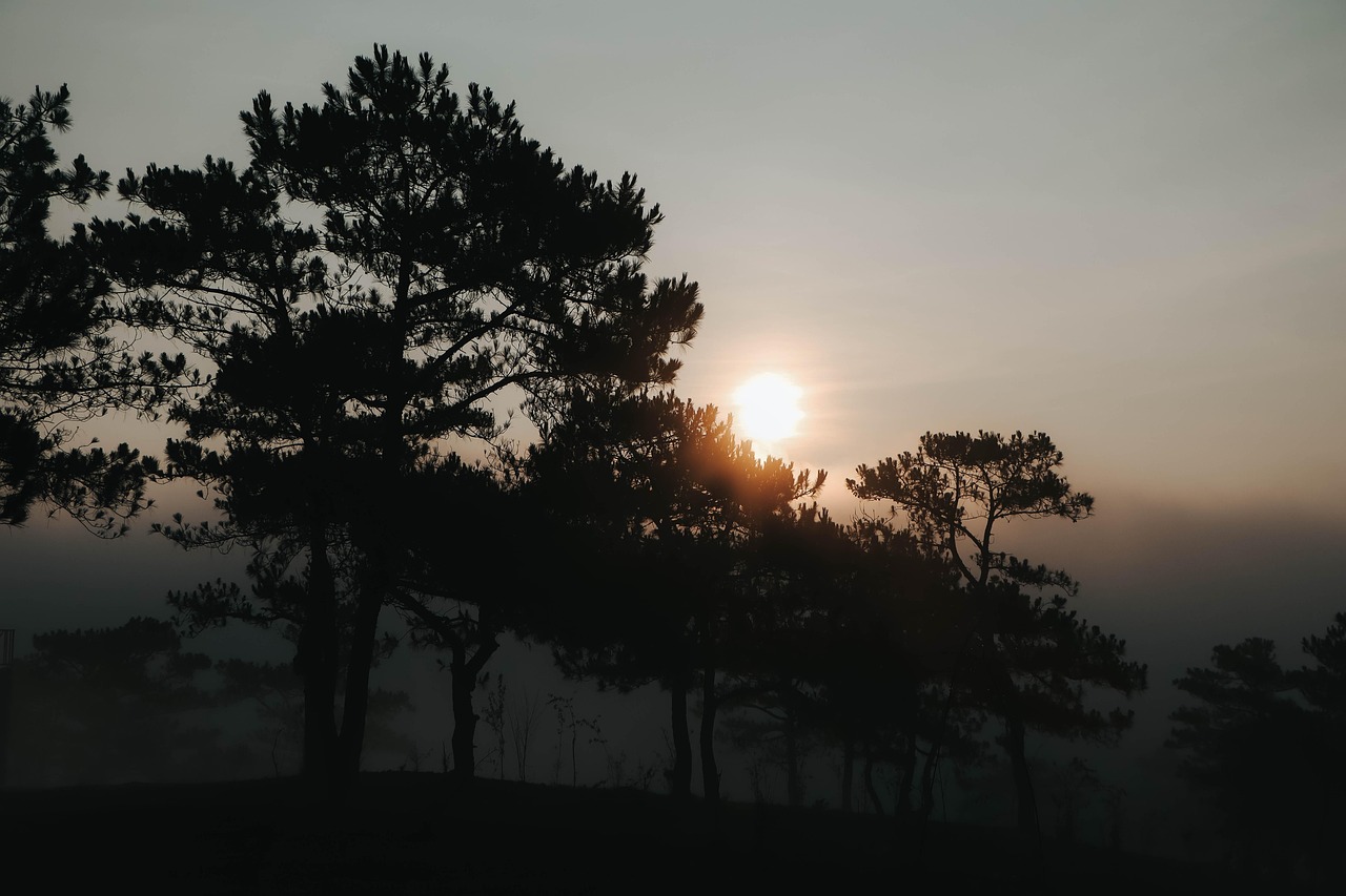 Wear Dawn Fog Morning Free photo on Pixabay Pixabay