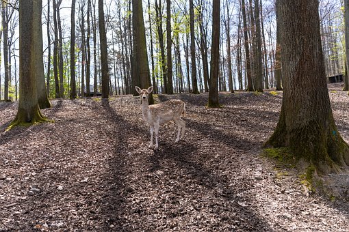 Wald, Reh, Weitwinkel, Tripstrill