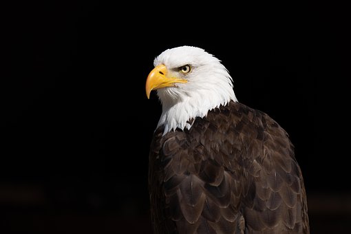 Adler, Vogel, Weißkopfseeadler, Natur