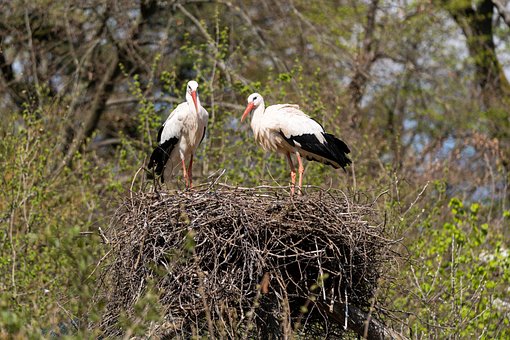 Störche, Vögel, Nest, Vogel, Vogelkunde