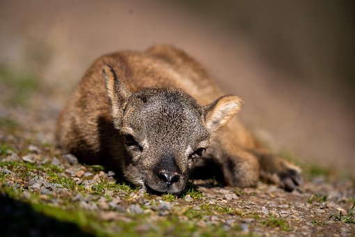 Ziege, Säugetier, Jung, Schlaf, Wildpark
