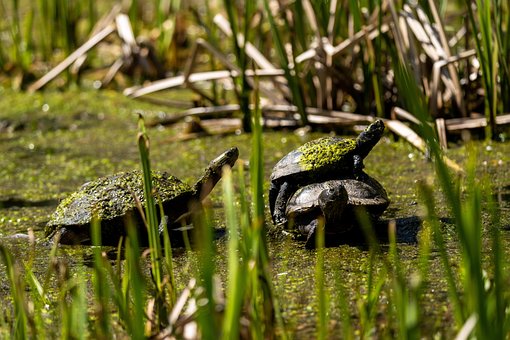 Schildkröte, Wasserschildkröte, Wasser