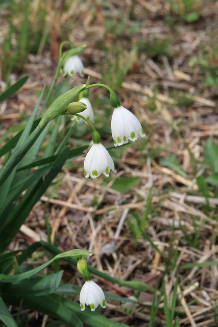 Blomster, Plante, Sne Flager, Forår