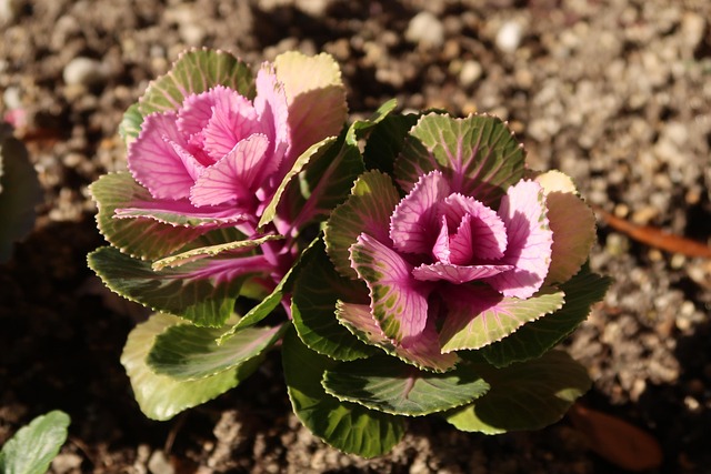 Plant, Leaf, Pæoner, Vinter, Havearbejde
