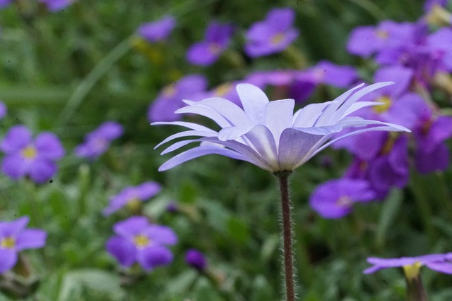 Flor, Jardín, Almohada Azul, Anémona