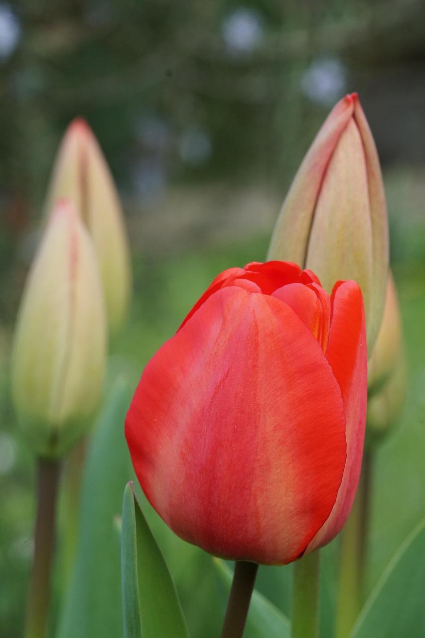 Tulipán, Flor, Pétalos, Brotes, Flora