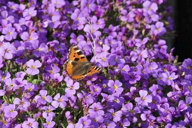 Flores, Mariposa, Insecto, Alas, Polen