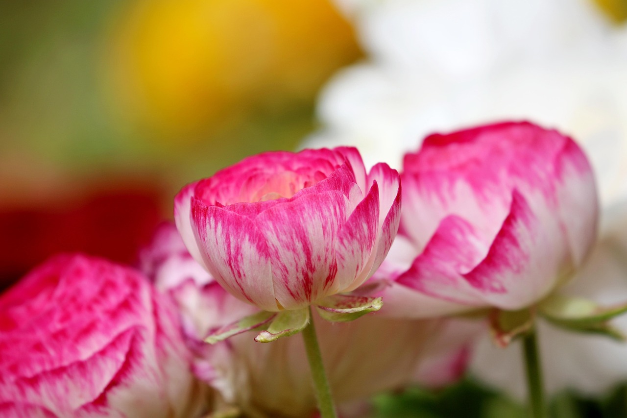 Flor Ranunculus Ranunculus Flor Planta - Foto gratuita no Pixabay - Pixabay