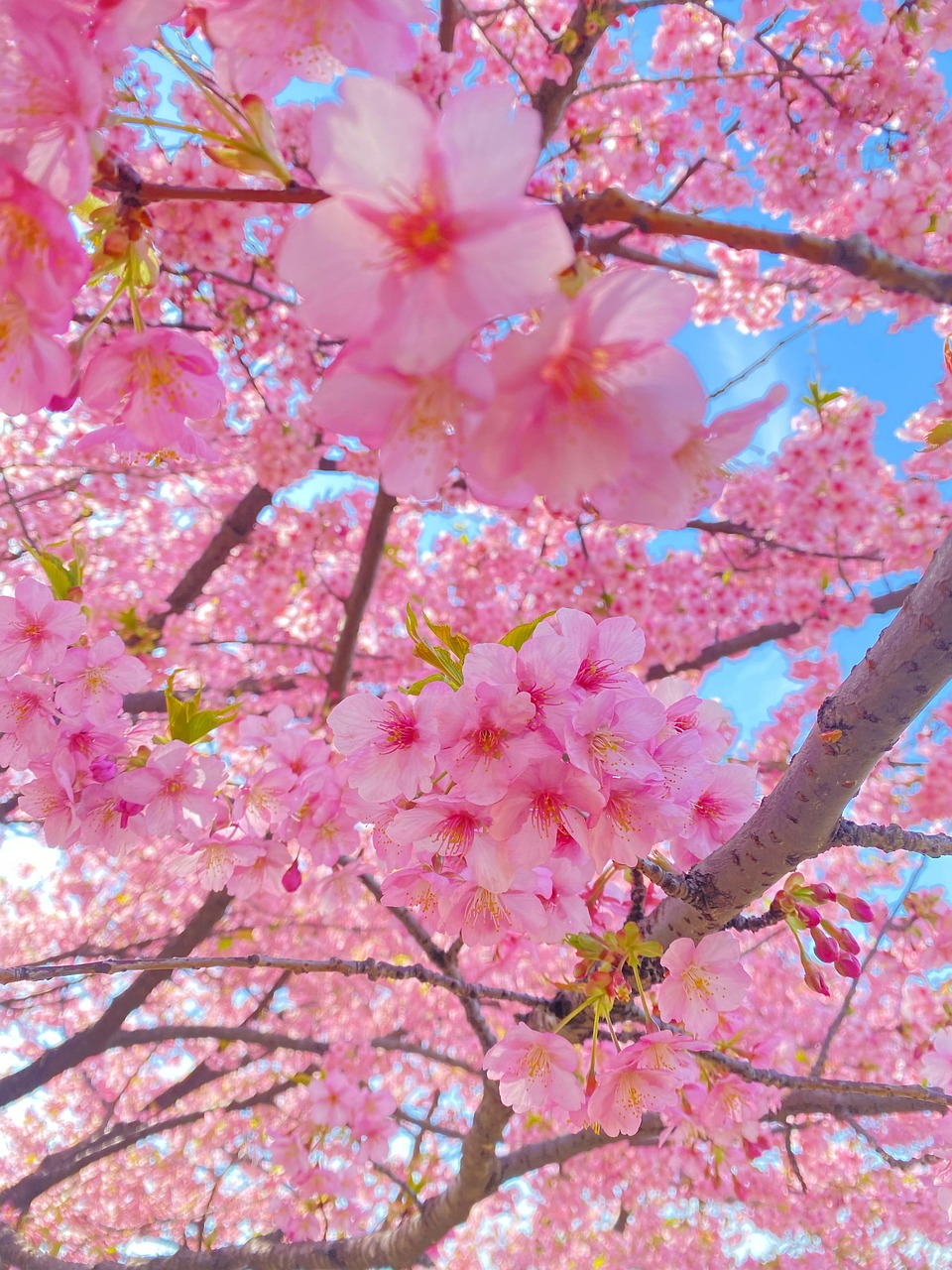 Beautiful Sakura Flowers Free photo on Pixabay Pixabay