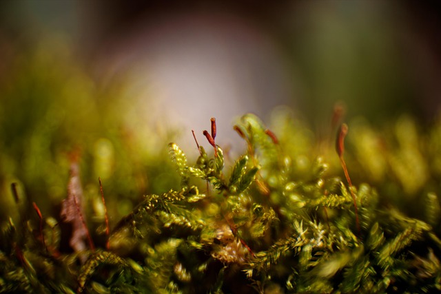 Pflanzen, Moos, Details, Natur, Macro