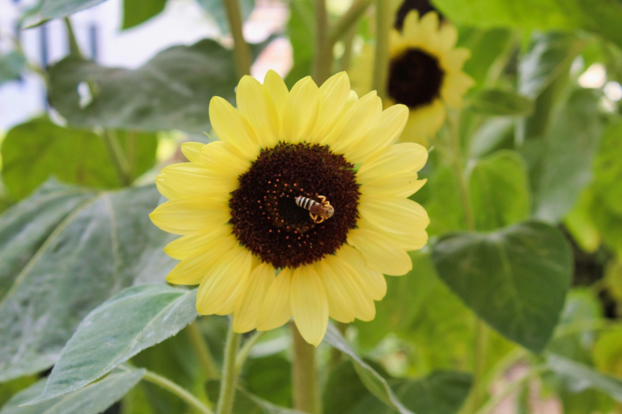 Sunflower Flower Bumblebee - Free photo on Pixabay - Pixabay